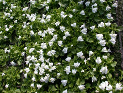 Sun-Life Mazus reptans 'Alba' / Fehér mázus kúszó szemölcsvirág (77) (TN00077)