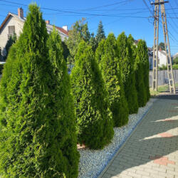 Smaragd tuja - Thuja occidentalis 'Smaragd' - Konténeres