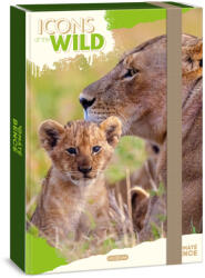 Ars Una Máté Bence Icons of the Wild-Lions A/4 füzetbox (50855049)
