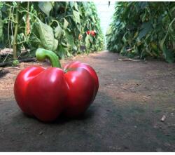 Capsico Bronco 1000 szem - delgazda - 16 510 Ft