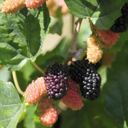 Mojo Berry® törpe eperfa - Konténeres