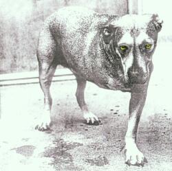 Alice In Chains - Alice In Chains (CD) (5099748111425)