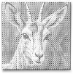 PontPöttyöző - Gazella türkiz és narancs árnyalatokban Méret: 50x50cm, Keretezés: Kerek kartonlap, Szín: Fekete