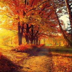 Ambiente Autumn Park papírszalvéta 33x33cm, 20db-os