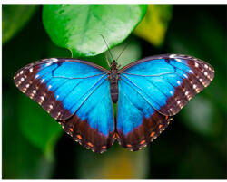  3D mágnes azúrlepke 9x7cm