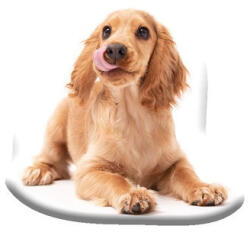 Carbotex Kutyás Spaniel formapárna, díszpárna 40x40 cm Velúr (CBX241011KSZ) - kidsfashion