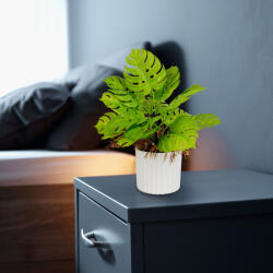 Vog und Arths Műnövény dekoráció - monstera - 22 x 8, 5 cm (11888)