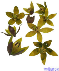  Lily 9db/csomag - Zöld