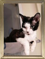 Poldom Fém képkeret álló, 10x15 cm, matt arany színű, D-125 (D125 10x15 ZG Ramka)