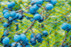  Madárháló kék, 8x8mm, 5 x 4 m 22g/m2 /5db/karton (6030441 - 6030441)