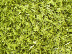 Bakero Shaggy Kota Kota pea Szőnyeg (170x240 cm)