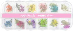 NANI dried flowers - Botanic Dream