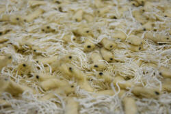 Bakero Shaggy Goa cream Szőnyeg (140x200 cm)