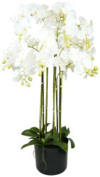  Selyemvirág lepkeorchidea 9 ágú 110cm