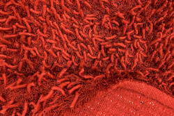 Bakero Shaggy Goa red Szőnyeg (140x200 cm)