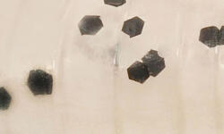 Rapture ULC Hellgrammite 3, 3cm 1gr Pearl Blue Lágygumi Csali 8db (187-21-115)