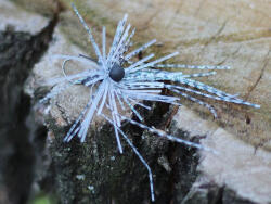 Rapture TG Finesse Rub Jig 1, 7gr #01 Wh/Bl-Prl/Blck Szoknyás Jig (188-27-004)