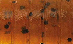 Rapture ULC Cricket 3, 3cm 1gr Green Pumpkin BF Lágygumi Csali 8db (187-21-102)