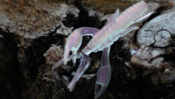 Rapture ULC Alive Craw 5cm 1, 8gr Pearl Pink Lágygumi Csali 12db (187-21-082)