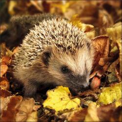 Ambiente Hedgehog in the wild papírszalvéta 33x33cm, 20db-os