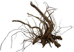 INVITAL Dragon wood 60-90cm (ID Z03521)