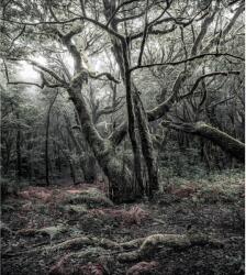 Komar Vlies fotótapéta Das Model 250 cm x 280 cm