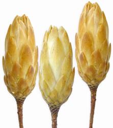  Protea Repens dekor virág Krémszínű 3 darab