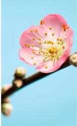 Komar vlies fotótapéta Peach Blossom 150 cm x 250 cm