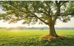 Komar Vlies fotótapéta The Magic Tree 450 cm x 280 cm