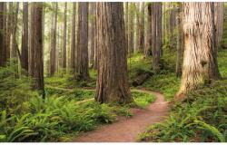 Komar Vlies fotótapéta Redwood Trail 450 cm x 280 cm