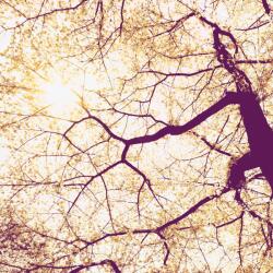 Komar vlies fotótapéta Sunshine 200 cm x 250 cm