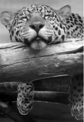 Retro-Gift Jaguar 1 - Retro-Gift Nagy táblakép 39 cm x 27 cm