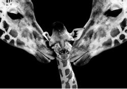 Retro-Gift Giraffe Family - Retro-Gift Nagy táblakép 39 cm x 27 cm