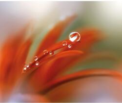 Komar vlies fotótapéta Tautropfen 300 cm x 250 cm