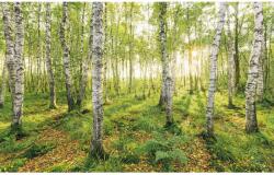 Komar nemszőtt fotótapéta Birch Trees 400 cm x 250 cm