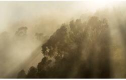 Komar Foggy Sunshine fátyoltapéta 400 cm x 250 cm