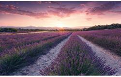 Komar Vlies fotótapéta Lavender Dream 450 cm x 280 cm