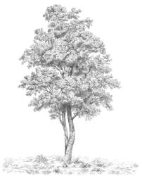 Komar nemszőtt fotótapéta Arbre 200 cm x 250 cm