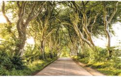 Komar vlies fotótapéta Golden Hedges 400 cm x 250 cm