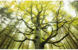 Komar Vlies fotótapéta Der Traumbaum 450 cm x 280 cm