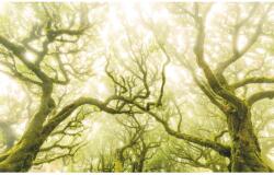 Komar vlies fotótapéta Green Fire 400 cm x 250 cm