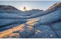Komar Elephant Skin fátyoltapéta 400 cm x 250 cm