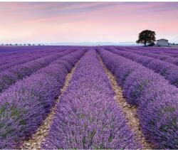 Komar vlies fotótapéta Provence 300 cm x 250 cm