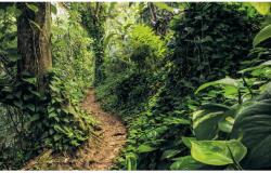 Komar vlies fotótapéta Path of Dreams 400 cm x 250 cm