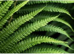 Komar fotótapéta gyapjú Farn 350 cm x 250 cm