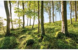 Komar Vlies fotótapéta Zauberhaftes Buchenspektakel 450 cm x 280 cm