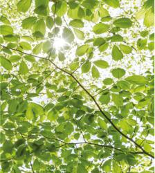 Komar Vlies fotótapéta Im Frühlingswald 250 cm x 280 cm