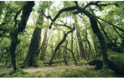 Komar Vlies fotótapéta Ancient Green 450 cm x 280 cm