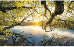 Komar vlies fotótapéta Golden Embrace 400 cm x 250 cm