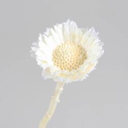  Protea Repens dekor virág fakított